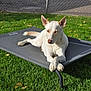 dog, white_dog, pet_bed, grass, outdoor, sunlight, fence, relaxed, animal, canine, paw, resting, nature, daylight, garden, pet, summer, quiet, peaceful, domestic_animal