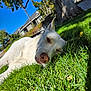 Marshi is registered to the contest to win money with this photo: dog, white_dog, grass, outdoor, sunlight, tree, house, blue_sky, nature, pet, relaxing, canine, daytime, suburban, animal, close_up, laying_down, peaceful, greenery, yard