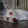 Marshi is registered to the contest to win money with this photo: dog, white_dog, lying_down, floor, wooden_floor, pet, indoor, ears, eyes, close_up, relaxed, canine, animal, portrait, domestic_animal, resting, muzzle, snout, background_blur, soft_lighting
