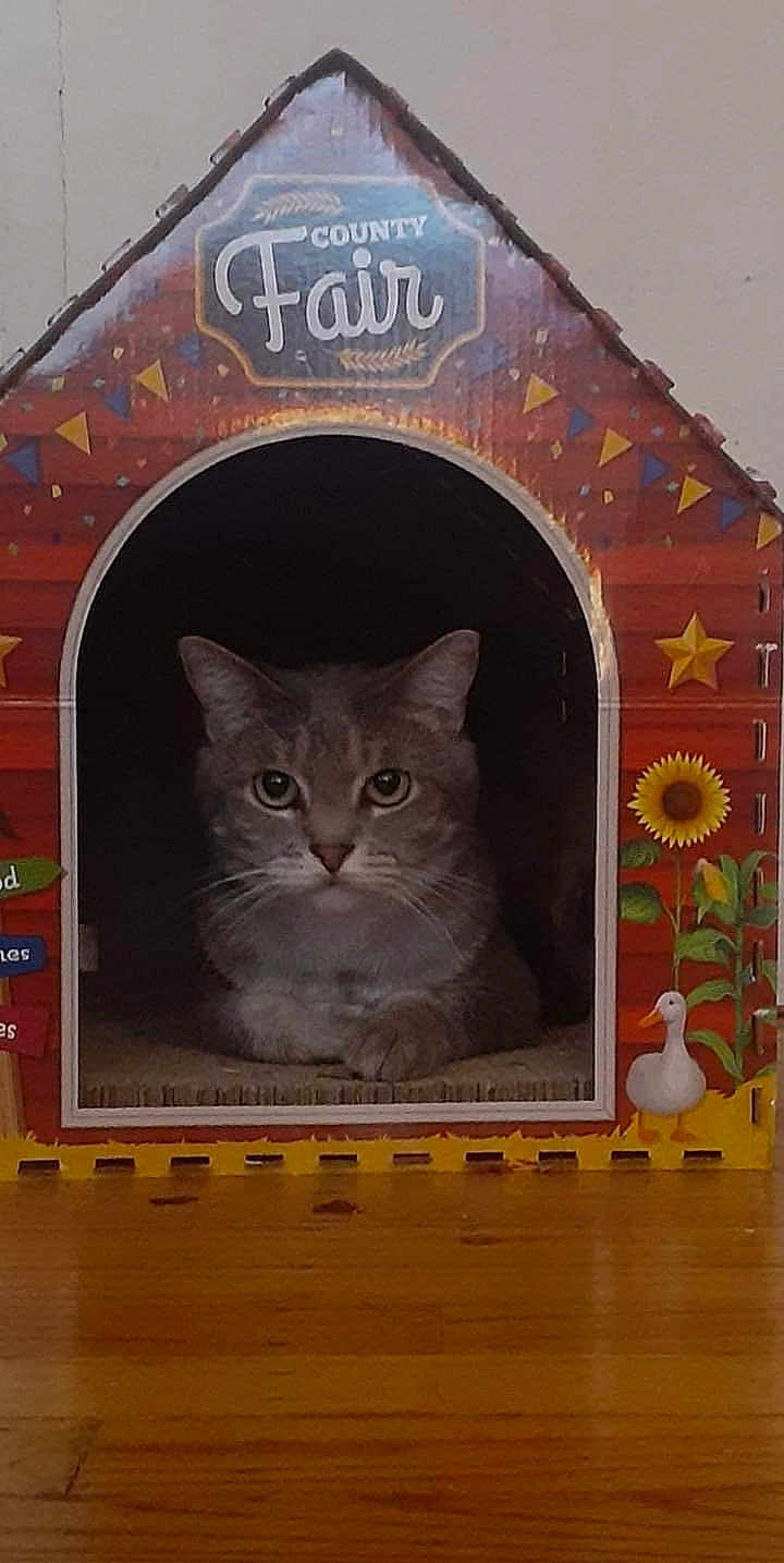 Chays Wassie Jacobs joined the competition — help win amazing prizes! animal, cat, colorful, county_fair, curious, cute, decorated, duck_illustration, ears, face, feline, house, indoor, pet, portrait, resting, small_house, star, sunflower, wood_floor