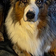 Tokyo a rejoint le concours — aidez-le/la à gagner de superbes lots ! dog, australian_shepherd, pet, animal, fur, fluffy, close_up, brown, white, gray, eyes, portrait, indoor, laying, relaxed, cute, companion, canine, mammal, friendly
