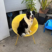 Jappy a rejoint le concours — aidez-le/la à gagner de superbes lots ! dog, black_and_white, yellow_chair, outdoor, patio, plant, blue_chair, concrete_floor, happy, sitting, furniture, pet, canine, smiling, sunlight, window, potted_plant, relaxing, domestic_animal, daylight