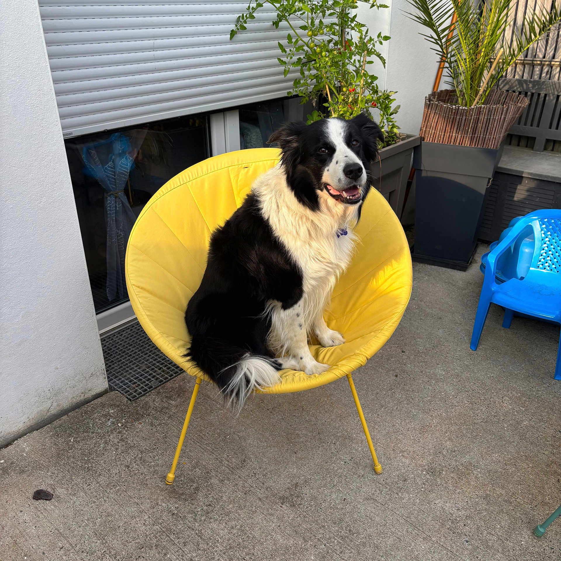 Jappy a rejoint le concours — aidez-le/la à gagner de superbes lots ! dog, black_and_white, yellow_chair, outdoor, patio, plant, blue_chair, concrete_floor, happy, sitting, furniture, pet, canine, smiling, sunlight, window, potted_plant, relaxing, domestic_animal, daylight