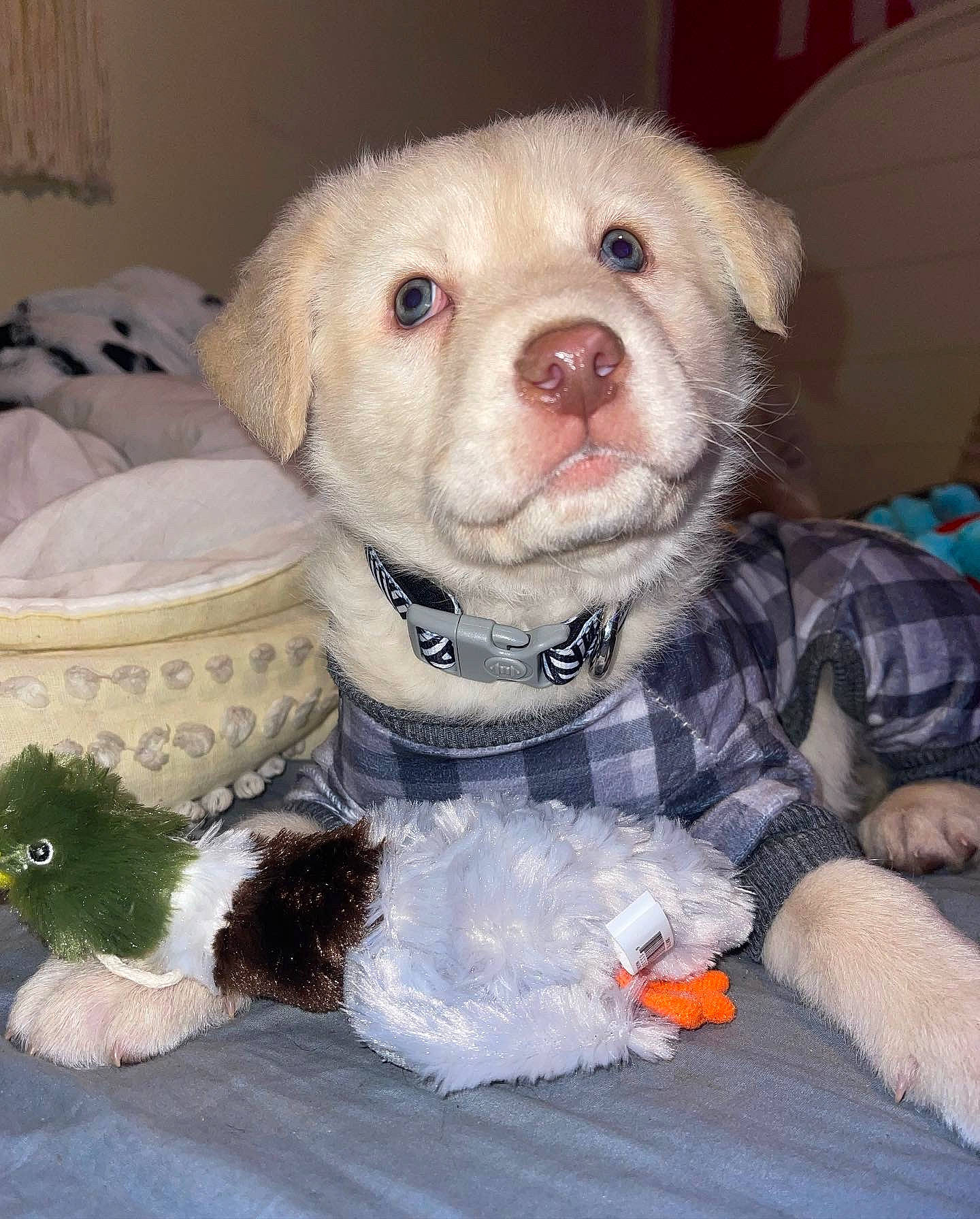 Drake Glenn joined the competition — help win amazing prizes! canidae, carnivore, companion_dog, dog, dog_breed, dog_clothes, dog_supply, dog_toy, fawn, fur, pet_supply, puppy_love, retriever, snout, sporting_group, stuffed_toy, textile, toy, toy_dog, whiskers