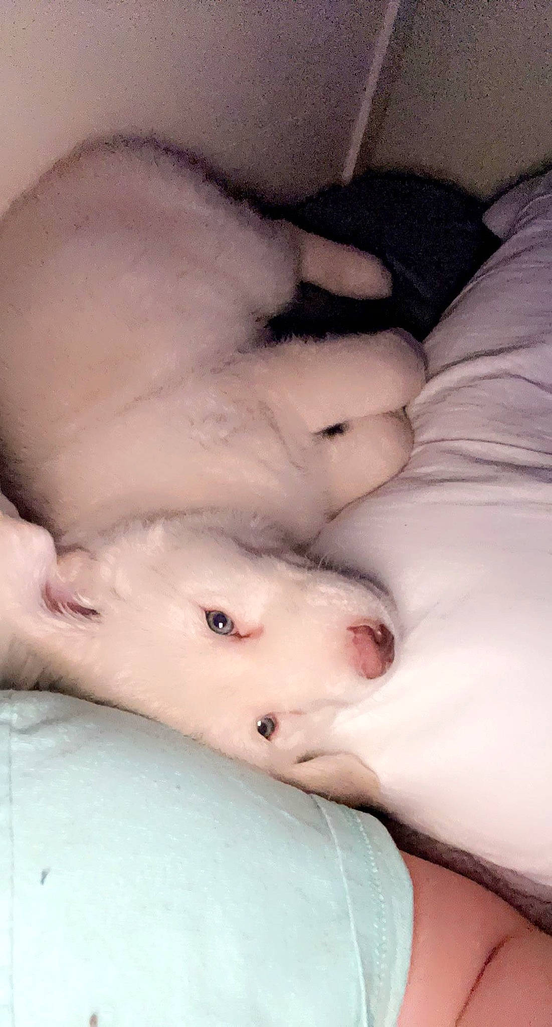 Drake Glenn joined the competition — help win amazing prizes! abdomen, carnivore, comfort, dog_breed, ear, eye, eyebrow, eyelash, fawn, gesture, hand, head, human_body, jaw, leg, nail, neck, nose, snout, trunk