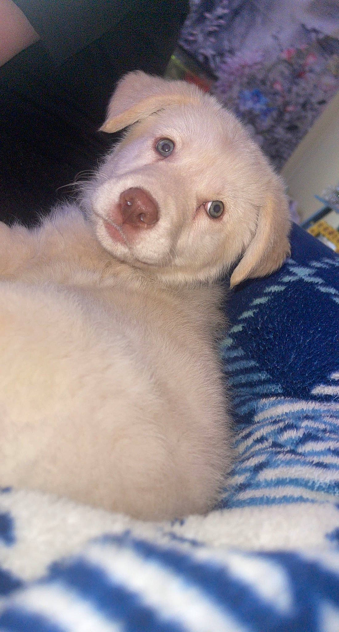 Drake Glenn is registered to the contest to win money with this photo: blue, carnivore, companion_dog, dog, dog_breed, electric_blue, fang, fur, kuvasz, labrador_retriever, maremma_sheepdog, non_sporting_group, retriever, snout, sporting_group, terrestrial_animal, whiskers, working_animal