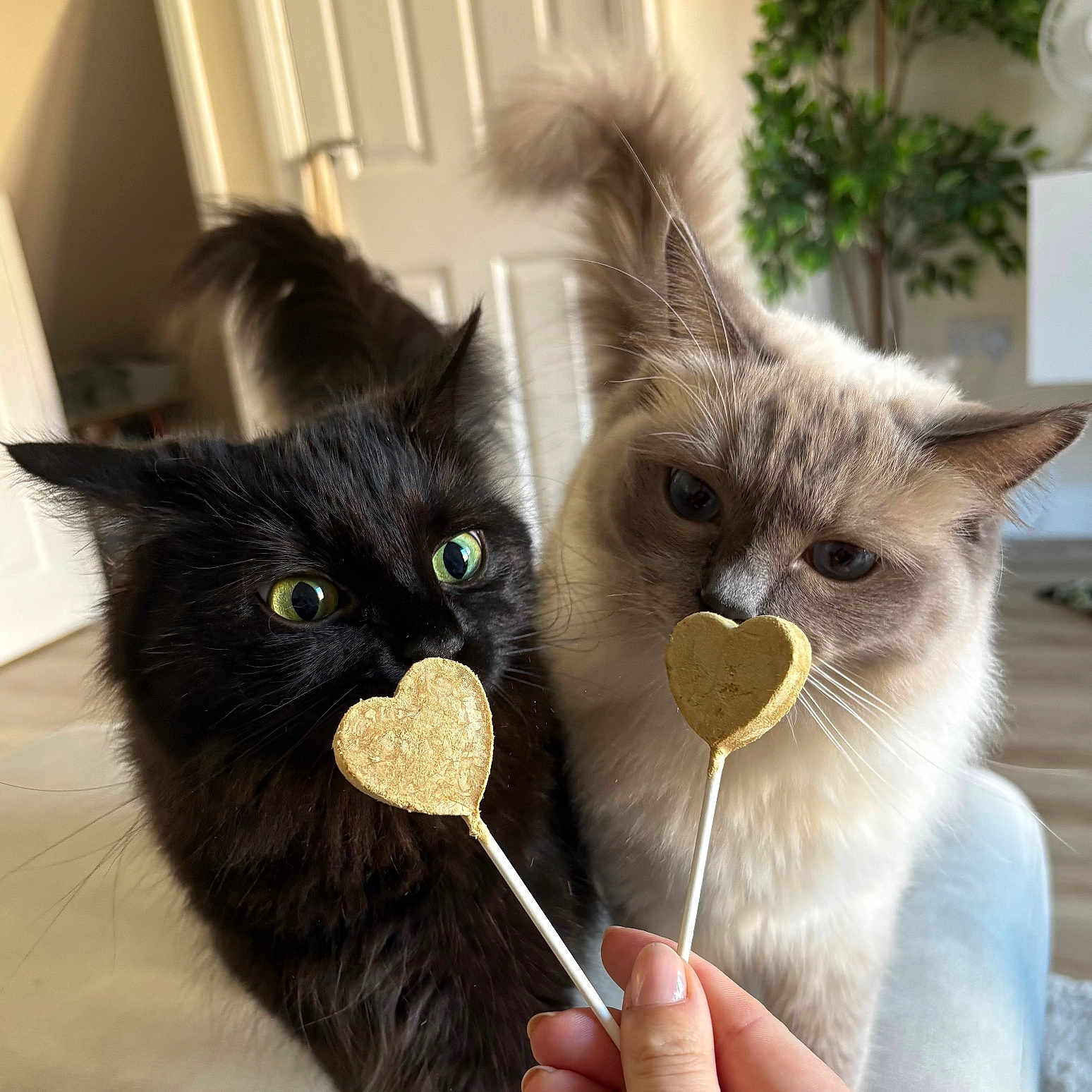 Meeko And Vieira