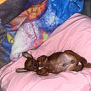 Brownie Conner joined the competition — help win amazing prizes! animal, blanket, brown_dog, cozy, cute, dachshund, dog, domestic_animal, ears, fur, indoor, paw, pet, pink_pillow, puppy, relaxed, resting, sleeping, small_dog, snout