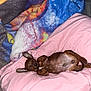 animal, blanket, brown_dog, cozy, cute, dachshund, dog, domestic_animal, ears, fur, indoor, paw, pet, pink_pillow, puppy, relaxed, resting, sleeping, small_dog, snout