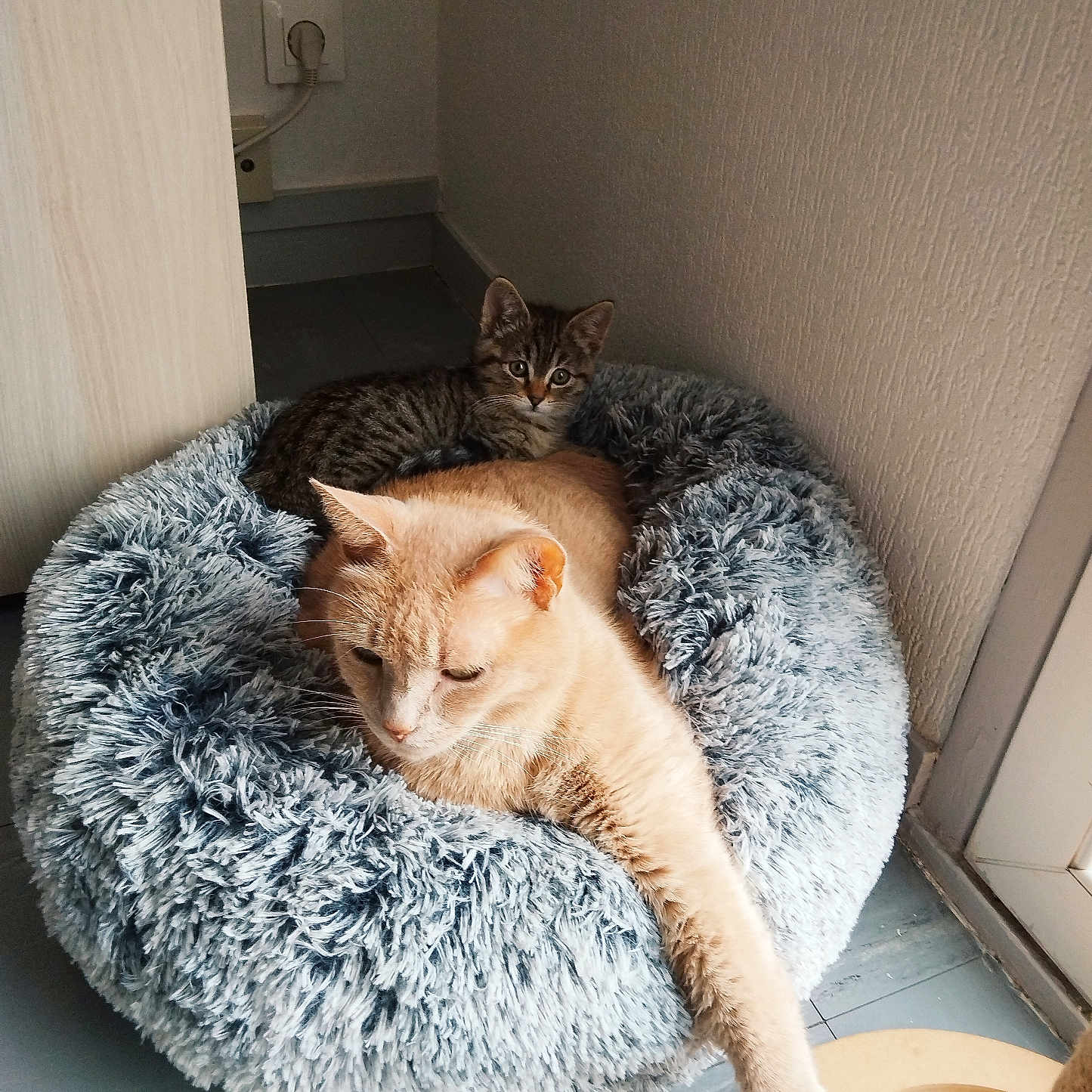 Alaya a rejoint le concours — aidez-le/la à gagner de superbes lots ! animal, cat, companion, corner, cozy, cream_cat, curious, cute, feline, floor, fluffy, home, indoor, kitten, paw, pet_bed, relaxed, resting, tabby_cat, wall
