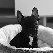 Arès a rejoint le concours — aidez-le/la à gagner de superbes lots ! dog, french_bulldog, puppy, pet_bed, indoor, black_dog, white_patch, ears, curious, cozy, fluffy, soft_focus, portrait, animal, companion, cute, pet, young, domestic_animal, fur