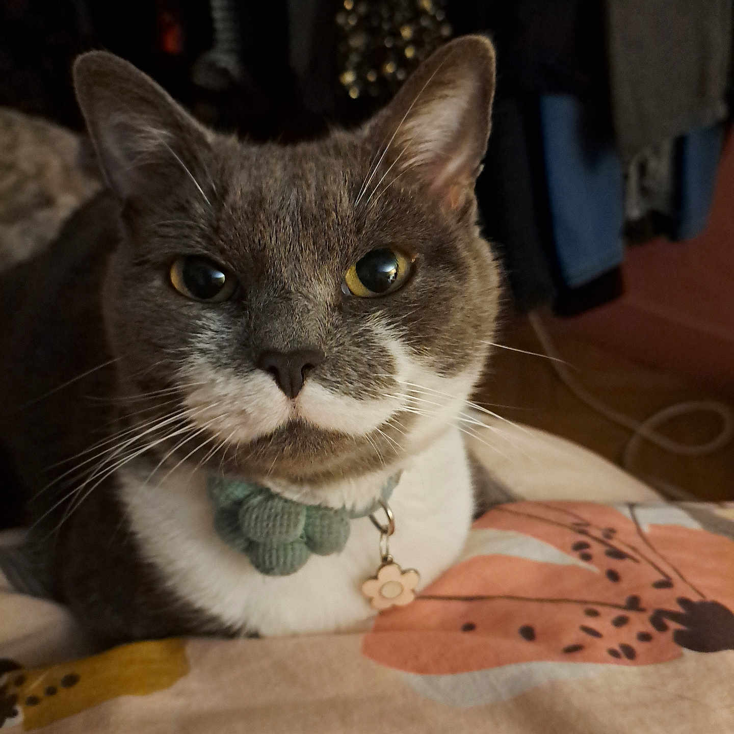 Mimi a rejoint le concours — aidez-le/la à gagner de superbes lots ! cat, gray_cat, white_fur, pet, animal, collar, flower_charm, whiskers, indoor, blanket, floral_pattern, closeup, face, ears, eyes, fur, resting, cute, domestic_cat, cozy