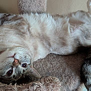 Lapochka is registered to the contest to win money with this photo: cat, pet, feline, lying_down, upside_down, bed, cozy, plush, fur, striped, tail, indoor, relaxed, cute, whiskers, animal, mammal, resting, curious, soft