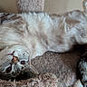 cat, pet, feline, lying_down, upside_down, bed, cozy, plush, fur, striped, tail, indoor, relaxed, cute, whiskers, animal, mammal, resting, curious, soft