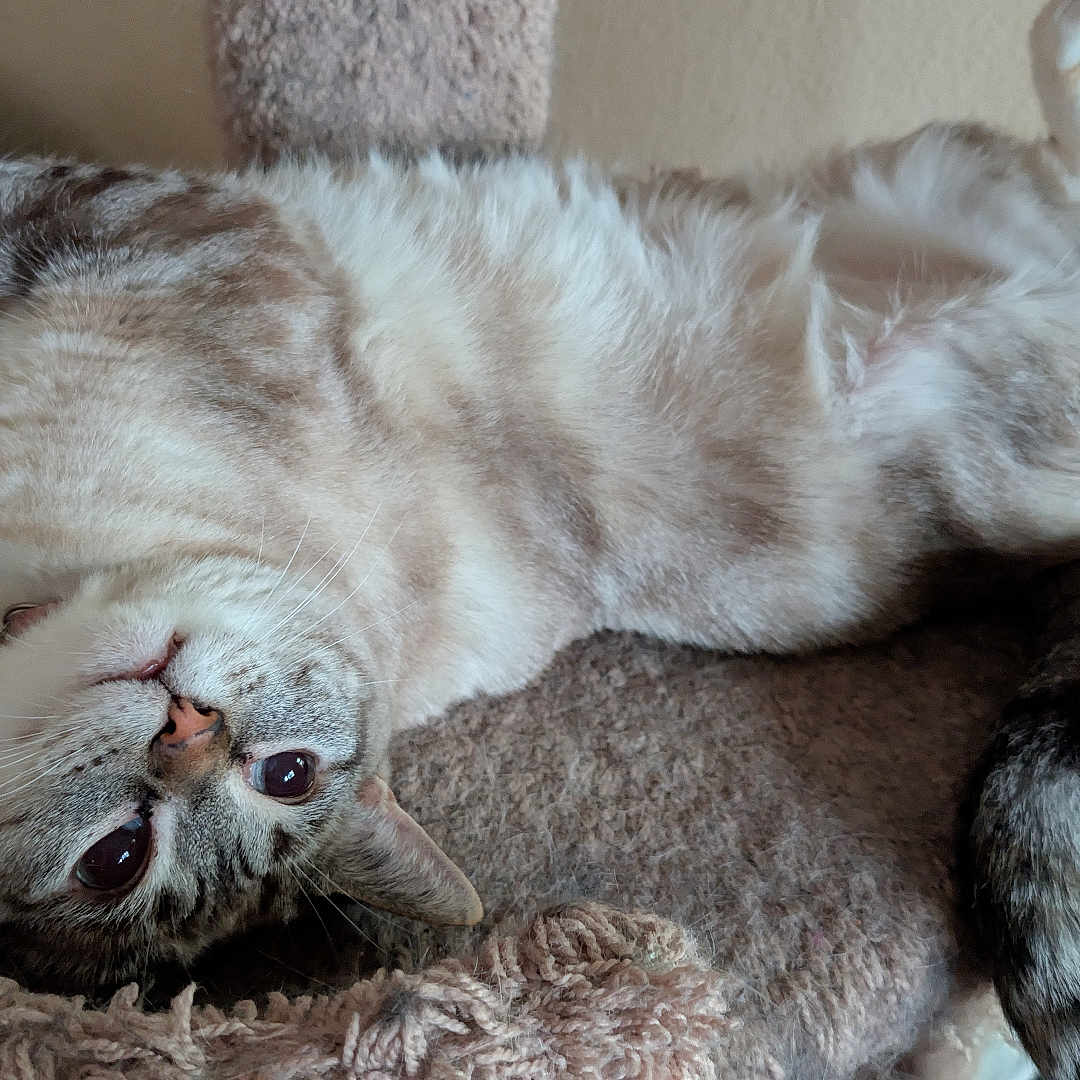 Lapochka is registered to the contest to win money with this photo: cat, pet, feline, lying_down, upside_down, bed, cozy, plush, fur, striped, tail, indoor, relaxed, cute, whiskers, animal, mammal, resting, curious, soft