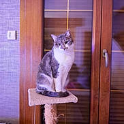 Baco participe au concours pour gagner de l'argent avec cette photo : cat, cat_tree, gray_cat, white_cat, indoor, window, wooden_frame, pet, feline, sitting, cozy, furniture, domestic_animal, household, animal, cute, portrait, relaxed, fur, whiskers