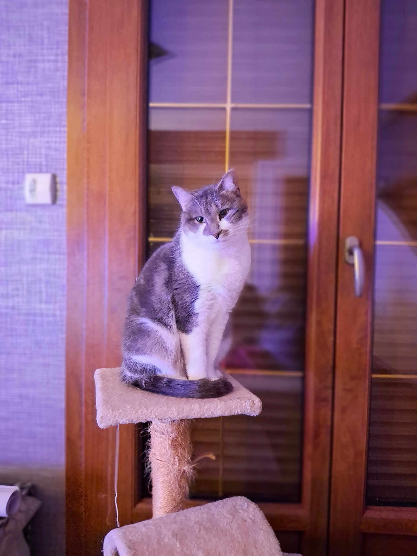 Baco participe au concours pour gagner de l'argent avec cette photo : cat, cat_tree, gray_cat, white_cat, indoor, window, wooden_frame, pet, feline, sitting, cozy, furniture, domestic_animal, household, animal, cute, portrait, relaxed, fur, whiskers