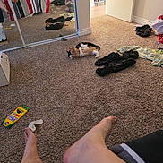 Simba And Ozzy is registered to the contest to win money with this photo: bed, blanket, box, carpet, cat, clothes, colored_pencils, door, floor, foot, indoor, messy, mirror, person, pet, playful, reflection, room, sneakers, toy