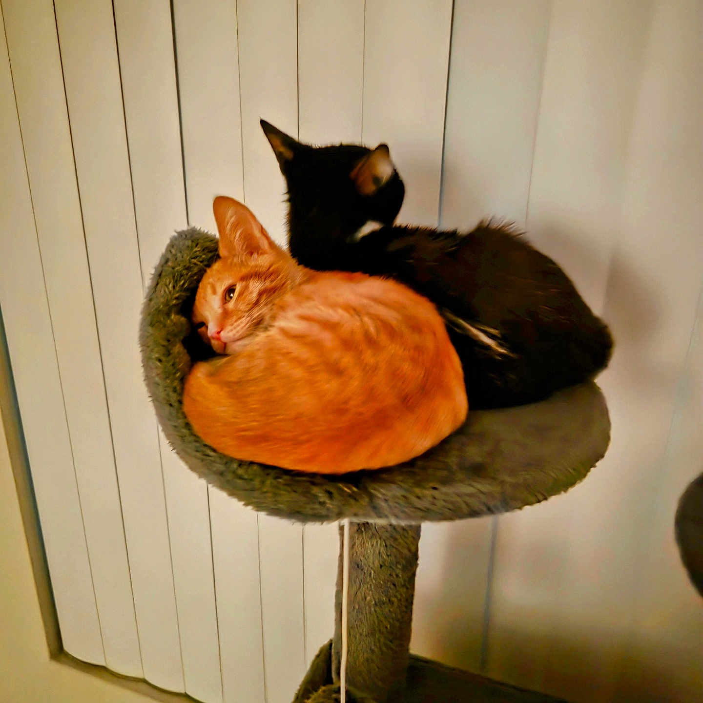 Ozzy N Simba joined the competition — help win amazing prizes! animal, black_cat, cat, cat_perch, companionship, cozy, cute, cute_animals, domestic, feline, fur, home, indoor, orange_cat, pets, resting, sleeping, snuggling, soft, window_blinds