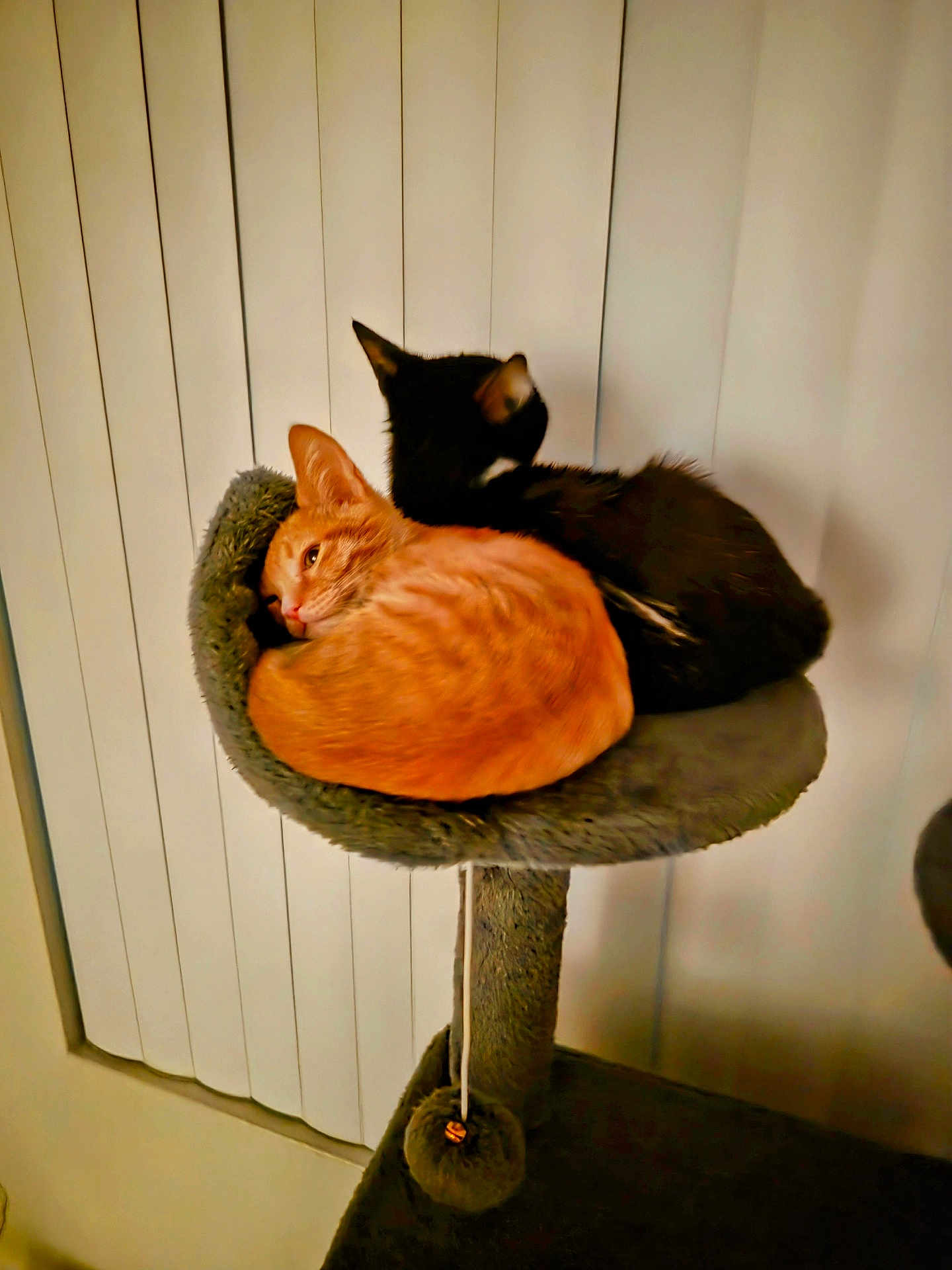 Ozzy N Simba
