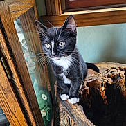 Ozzy joined the competition — help win amazing prizes! kitten, cat, tuxedo_cat, indoor, wood, tree_stump, window, curious, pet, animal, whiskers, feline, alert, young, fur, paws, ears, nature_indoor, rustic, light