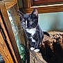 kitten, cat, tuxedo_cat, indoor, wood, tree_stump, window, curious, pet, animal, whiskers, feline, alert, young, fur, paws, ears, nature_indoor, rustic, light