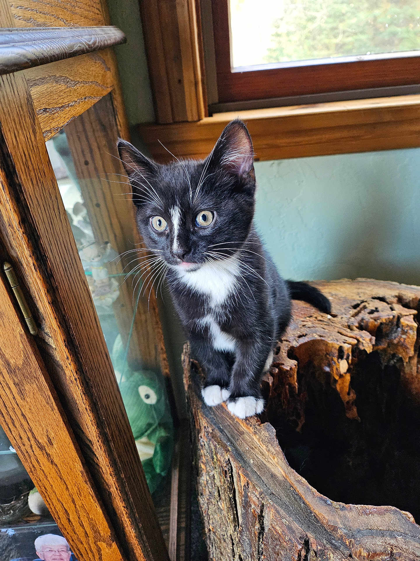 Ozzy joined the competition — help win amazing prizes! kitten, cat, tuxedo_cat, indoor, wood, tree_stump, window, curious, pet, animal, whiskers, feline, alert, young, fur, paws, ears, nature_indoor, rustic, light