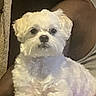dog, white_dog, pet, lap, person, indoor, cute, fluffy, small_dog, calm, looking_at_camera, animal, companion, relaxed, portrait, furry, domestic_animal, seated, home, cozy