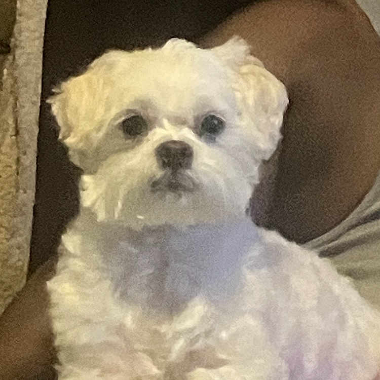 Chase joined the competition — help win amazing prizes! dog, white_dog, pet, lap, person, indoor, cute, fluffy, small_dog, calm, looking_at_camera, animal, companion, relaxed, portrait, furry, domestic_animal, seated, home, cozy