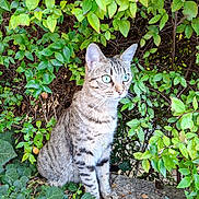 Cookie a rejoint le concours — aidez-le/la à gagner de superbes lots ! cat, tabby, green_eyes, ivy, leaves, plants, outdoor, nature, animal, feline, stone, curious, sitting, alert, whiskers, ears, fur, wildlife, daylight, closeup