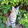 cat, tabby, green_eyes, ivy, leaves, plants, outdoor, nature, animal, feline, stone, curious, sitting, alert, whiskers, ears, fur, wildlife, daylight, closeup