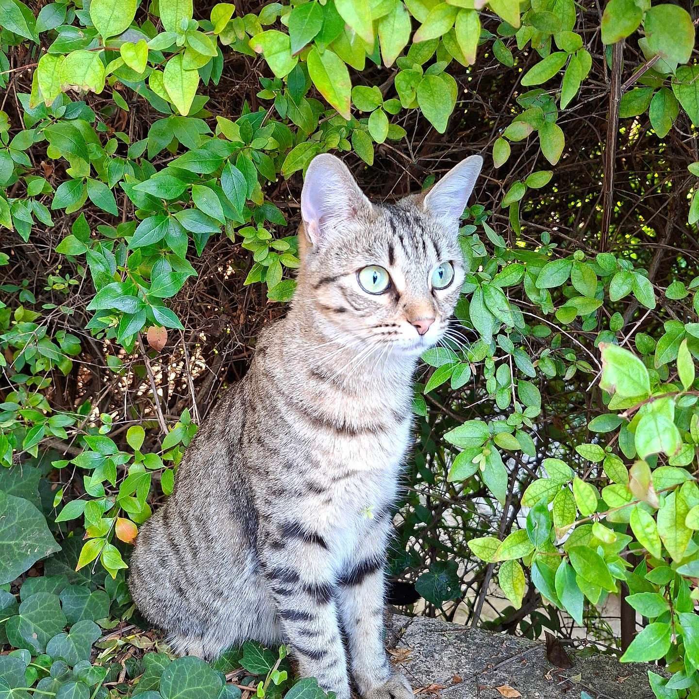 Cookie a rejoint le concours — aidez-le/la à gagner de superbes lots ! alert, animal, cat, closeup, curious, daylight, ears, feline, fur, green_eyes, ivy, leaves, nature, outdoor, plants, sitting, stone, tabby, whiskers, wildlife