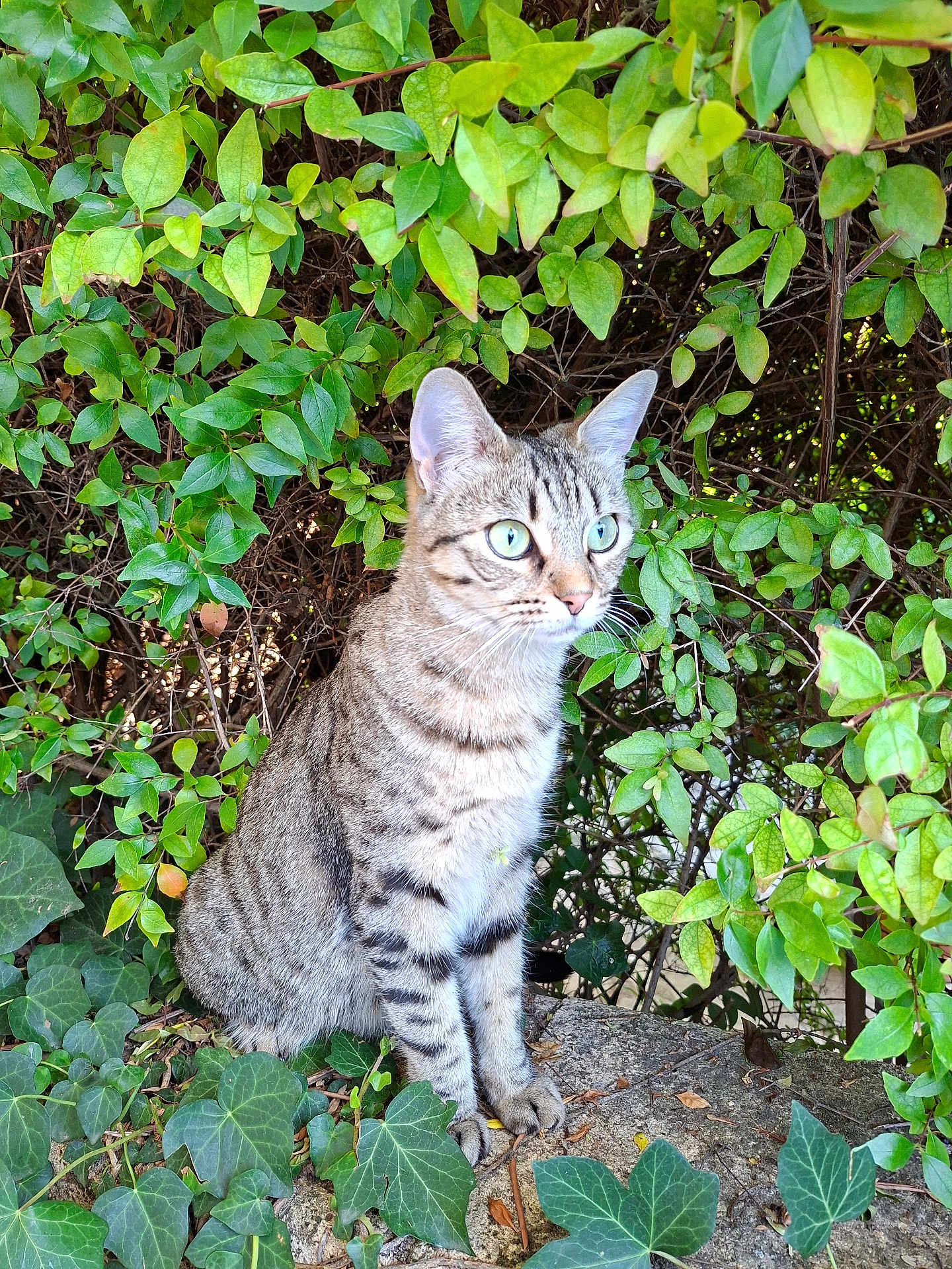 Cookie a rejoint le concours — aidez-le/la à gagner de superbes lots ! cat, tabby, green_eyes, ivy, leaves, plants, outdoor, nature, animal, feline, stone, curious, sitting, alert, whiskers, ears, fur, wildlife, daylight, closeup