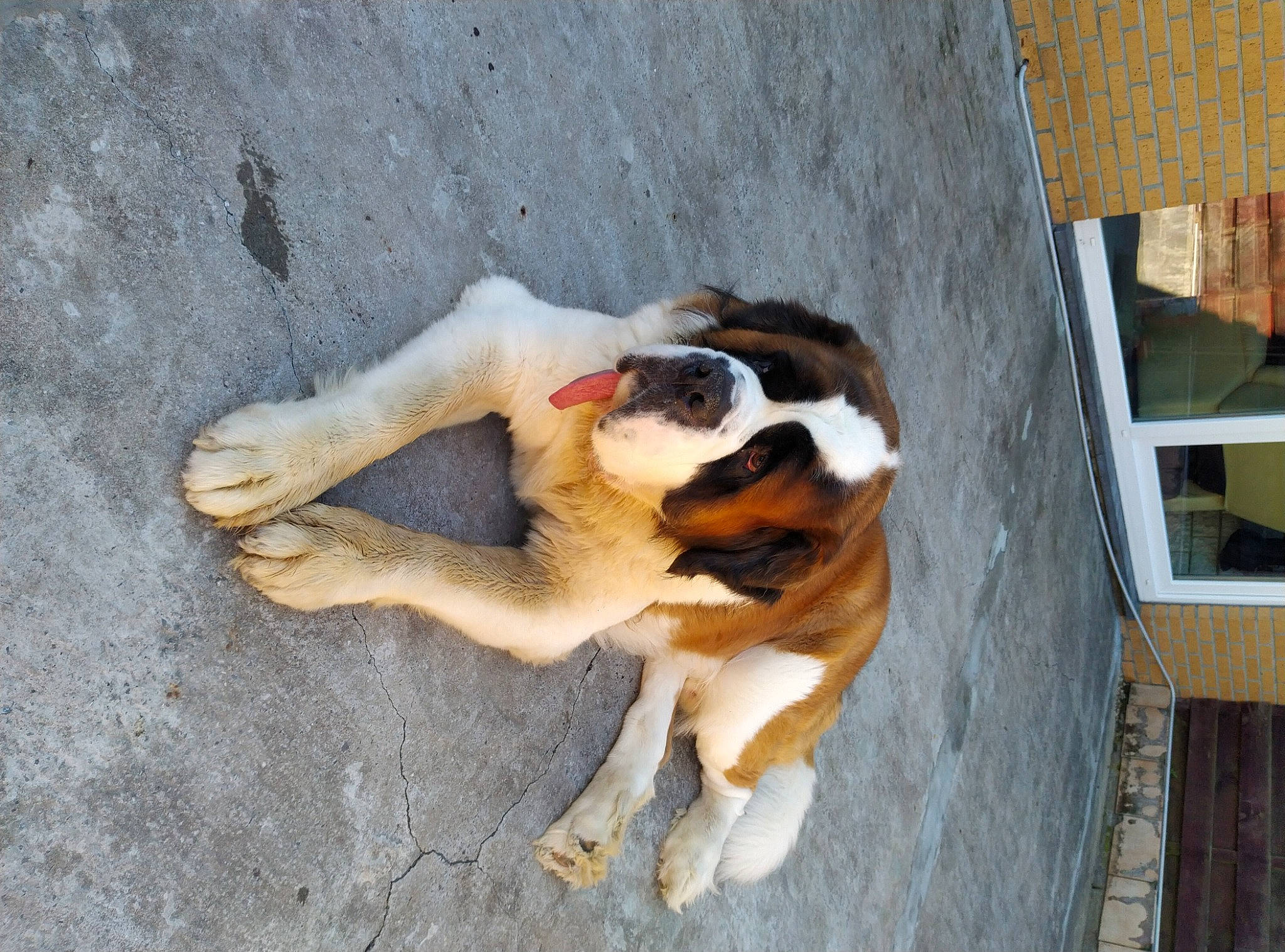 Beethoven a rejoint le concours — aidez-le/la à gagner de superbes lots ! beagle, carnivore, claw, collar, companion_dog, concrete, dog, dog_breed, fawn, flooring, non_sporting_group, paw, puppy, road_surface, scent_hound, sporting_group, street_dog, tail, wood, working_dog