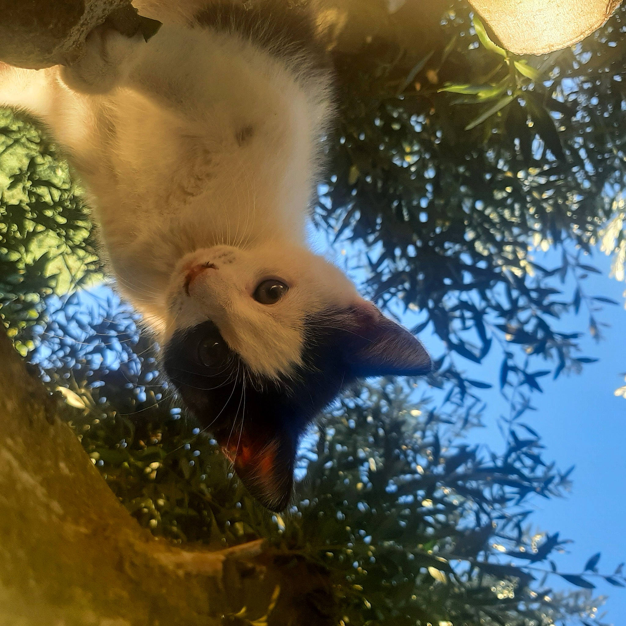 Ninou a rejoint le concours — aidez-le/la à gagner de superbes lots ! beak, bird_of_prey, branch, carnivore, fawn, feather, felidae, fur, organism, sky, small_to_medium_sized_cats, snout, sunlight, tail, terrestrial_animal, tree, trunk, twig, vertebrate, whiskers