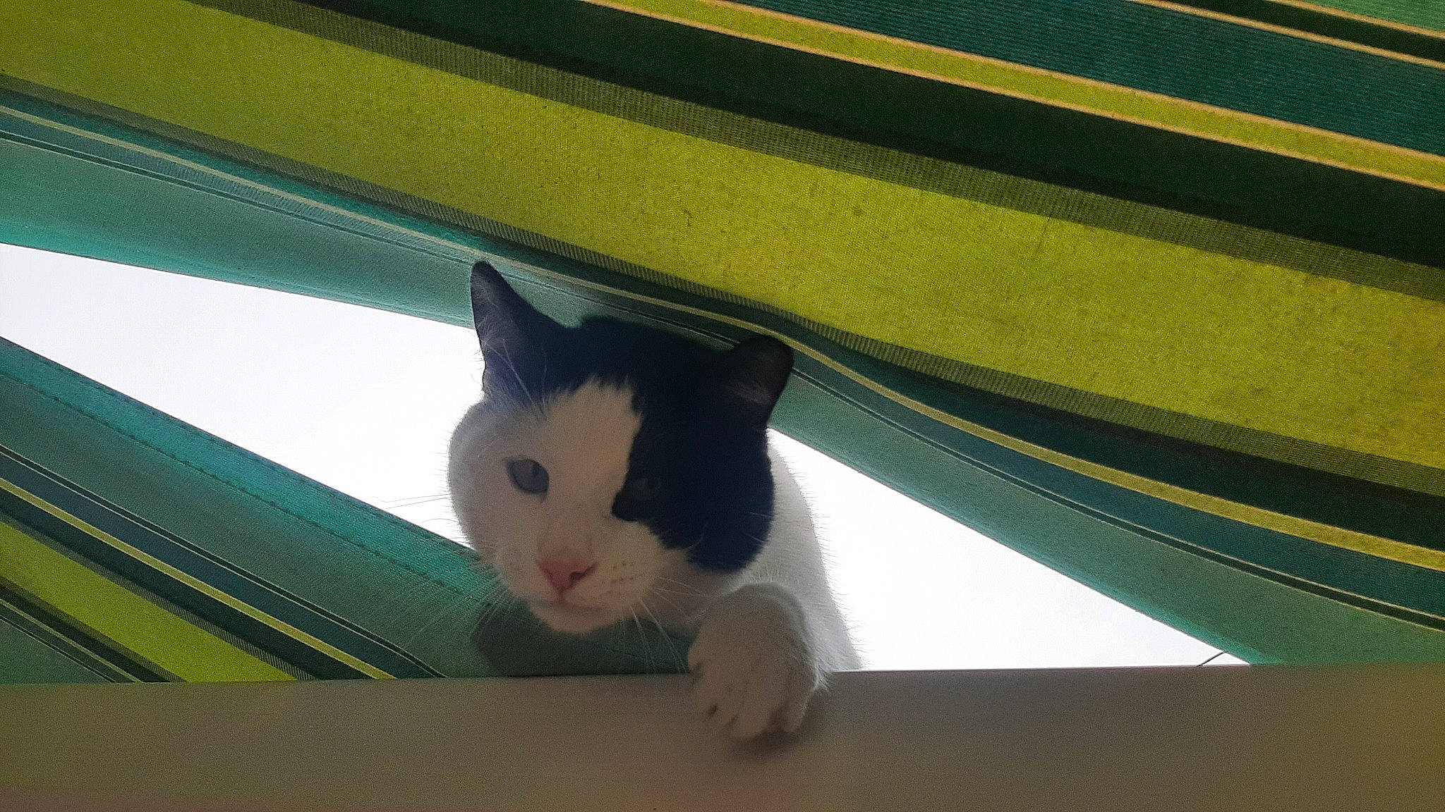 Ninou participe au concours pour gagner de l'argent avec cette photo : carnivore, cat, domestic_short_haired_cat, felidae, flooring, foot, fur, hardwood, paw, room, small_to_medium_sized_cats, snout, symmetry, tail, tints_and_shades, whiskers, window, wood