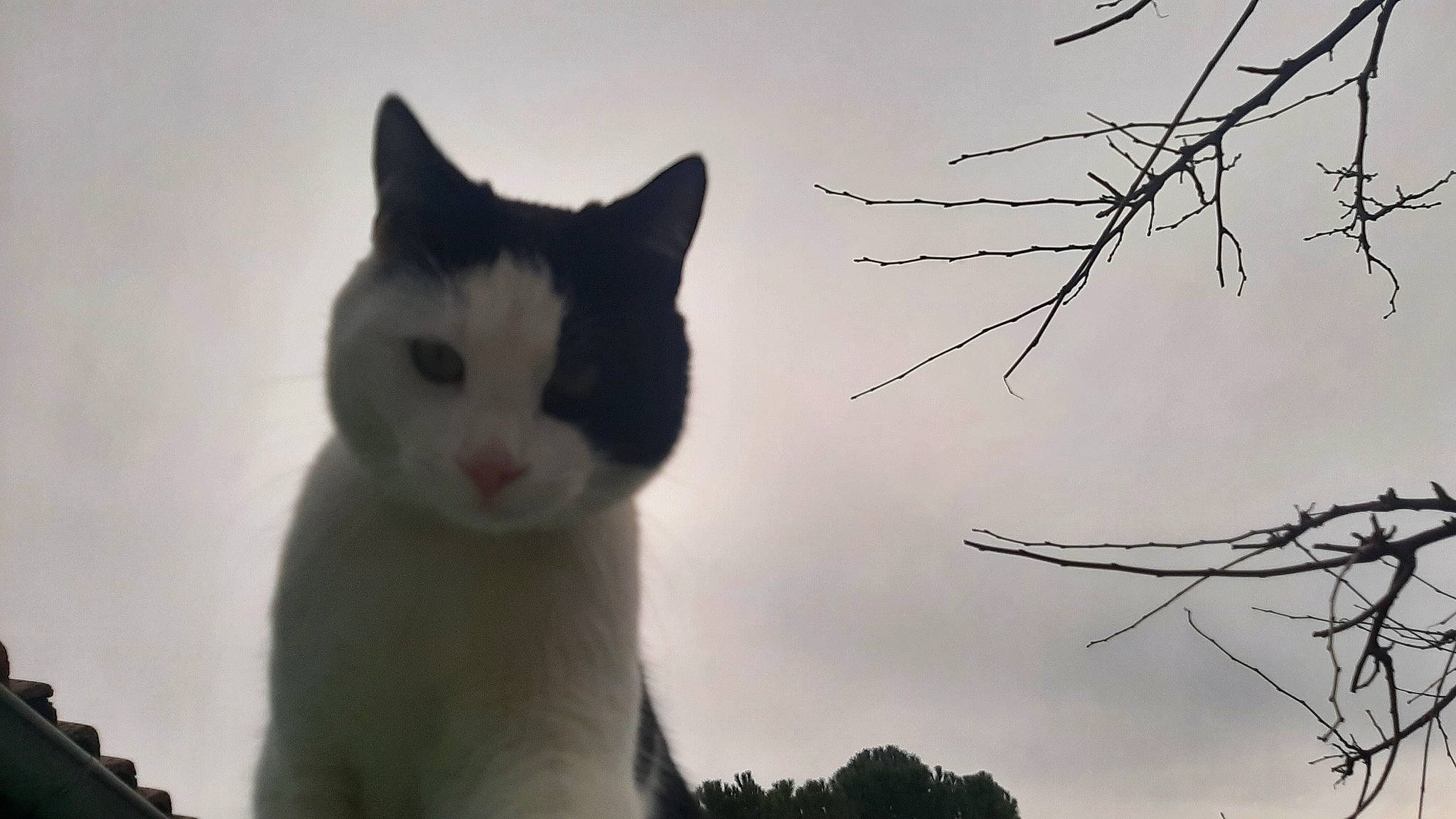 Ninou participe au concours pour gagner de l'argent avec cette photo : carnivore, cat, cloud, domestic_short_haired_cat, eye, felidae, fur, head, monochrome, monochrome_photography, plant, sky, small_to_medium_sized_cats, snout, tail, terrestrial_animal, tree, twig, whiskers
