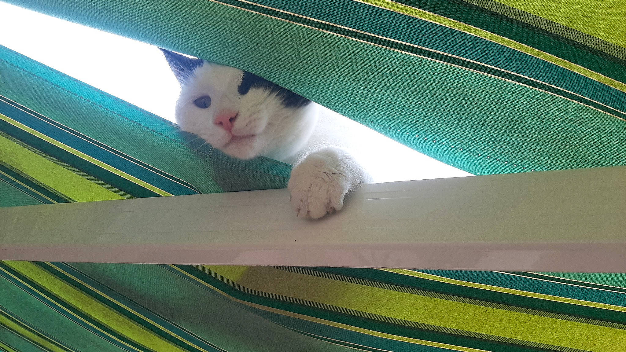 Ninou a rejoint le concours — aidez-le/la à gagner de superbes lots ! automotive_exterior, automotive_lighting, automotive_tire, azure, carnivore, cat, ceiling, comfort, eye, felidae, gesture, hood, line, small_to_medium_sized_cats, tail, tints_and_shades, vehicle_door, whiskers, windshield, wood