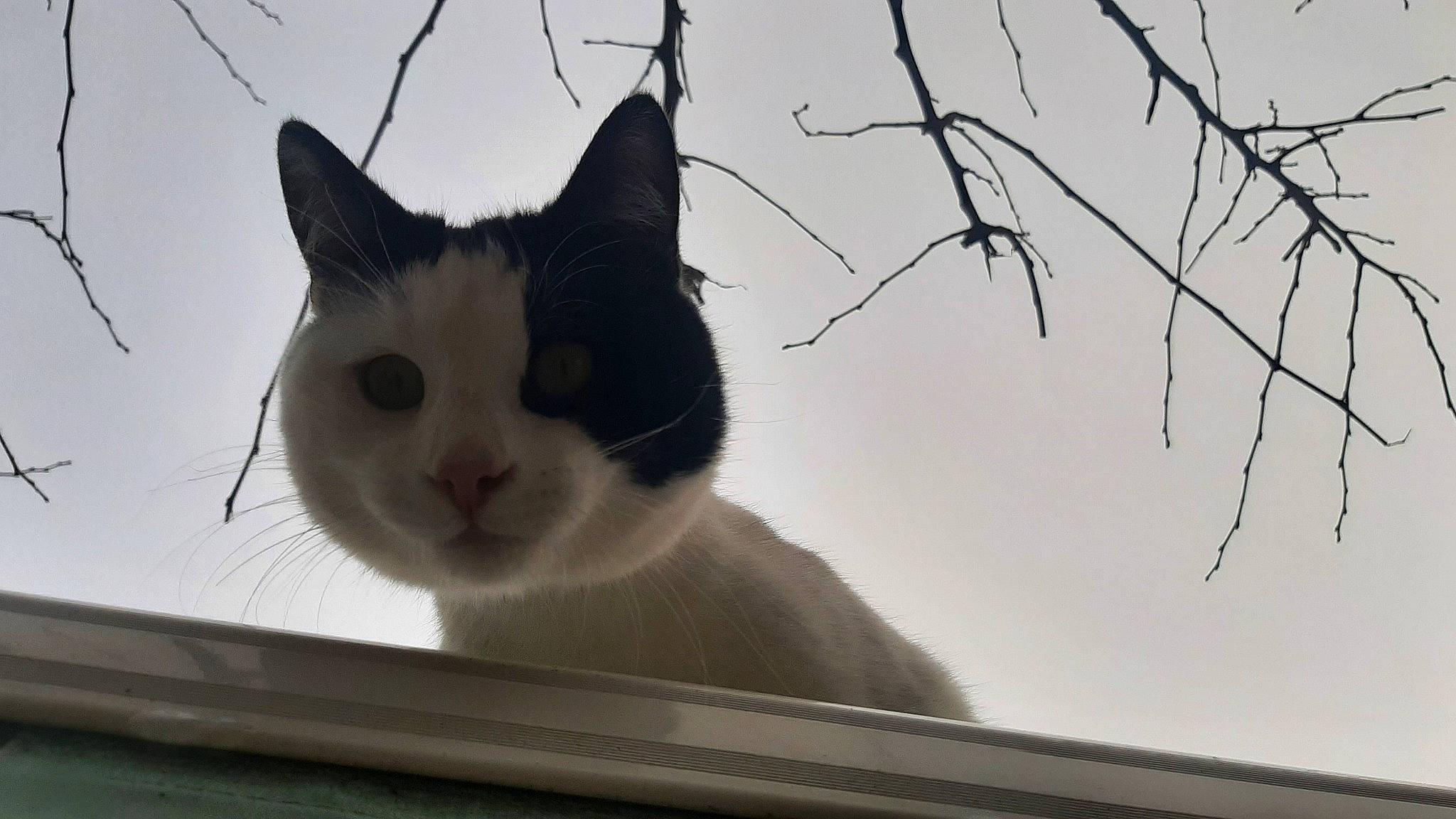 Ninou a rejoint le concours — aidez-le/la à gagner de superbes lots ! carnivore, cat, domestic_short_haired_cat, felidae, fur, monochrome, monochrome_photography, paw, plant, sky, small_to_medium_sized_cats, snout, tail, tree, twig, whiskers, window, wood