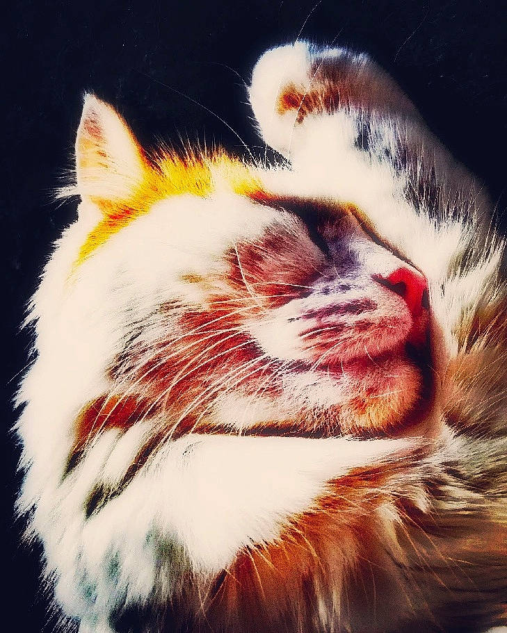 Karma a rejoint le concours — aidez-le/la à gagner de superbes lots ! art, carnivore, cat, close_up, domestic_short_haired_cat, event, fawn, felidae, fur, grass, head, macro_photography, paw, small_to_medium_sized_cats, snout, tail, terrestrial_animal, whiskers, wildlife, window