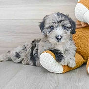 Hutch joined the competition — help win amazing prizes! affenpinscher, animal, canine, dog, dogbed, pet, poodle, puppy, terrier