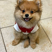 Oso joined the competition — help win amazing prizes! dog, puppy, pomeranian, fluffy, cute, pet, animal, indoor, tile_floor, smiling, happy, small_dog, fur, ears, eyes, mouth, sitting, red_clothing, white_clothing, adorable