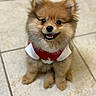 dog, puppy, pomeranian, fluffy, cute, pet, animal, indoor, tile_floor, smiling, happy, small_dog, fur, ears, eyes, mouth, sitting, red_clothing, white_clothing, adorable