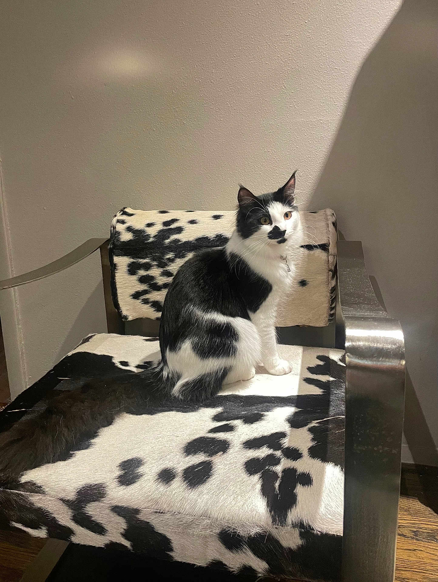 Moo joined the competition — help win amazing prizes! cat, feline, black_and_white, sitting, cowhide_chair, patterned_upholstery, indoor, wall, shadow, metal_armrest, wooden_floor, whiskers, ears, tail, collar, looking_up, pet, domestic_animal, portrait, cozy