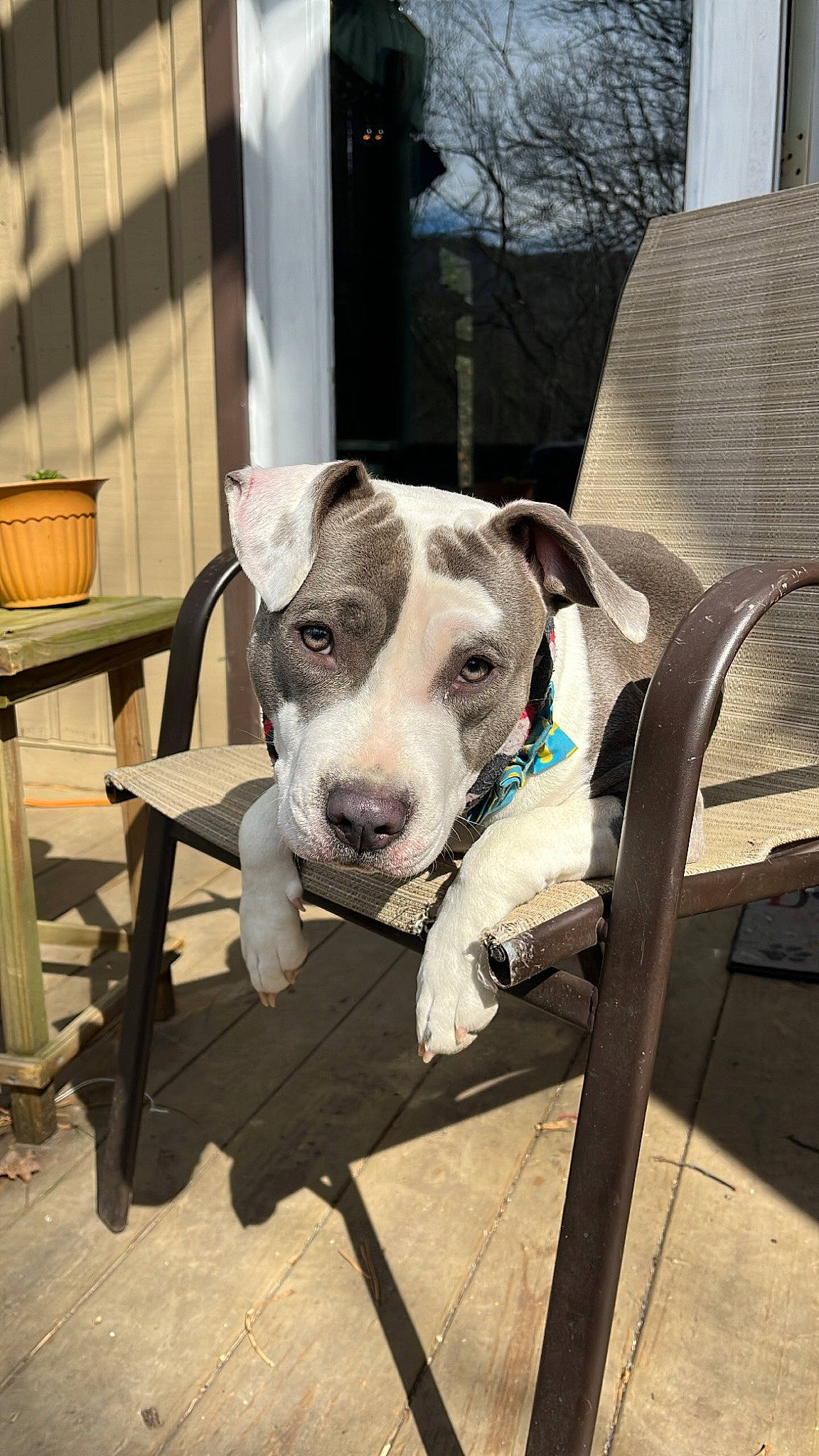 Freya joined the competition — help win amazing prizes! carnivore, chair, collar, companion_dog, dog, dog_breed, dog_collar, dog_supply, outdoor_furniture, pet_supply, sporting_group, terrestrial_animal, whiskers, wood, working_animal