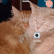 Sage And G joined the competition — help win amazing prizes! animal, cat, cats, closeup, companions, cozy, cute, domestic, ears, friendship, fur, furry, home, indoor, nose, pet, relaxing, sleeping, snuggling, whiskers