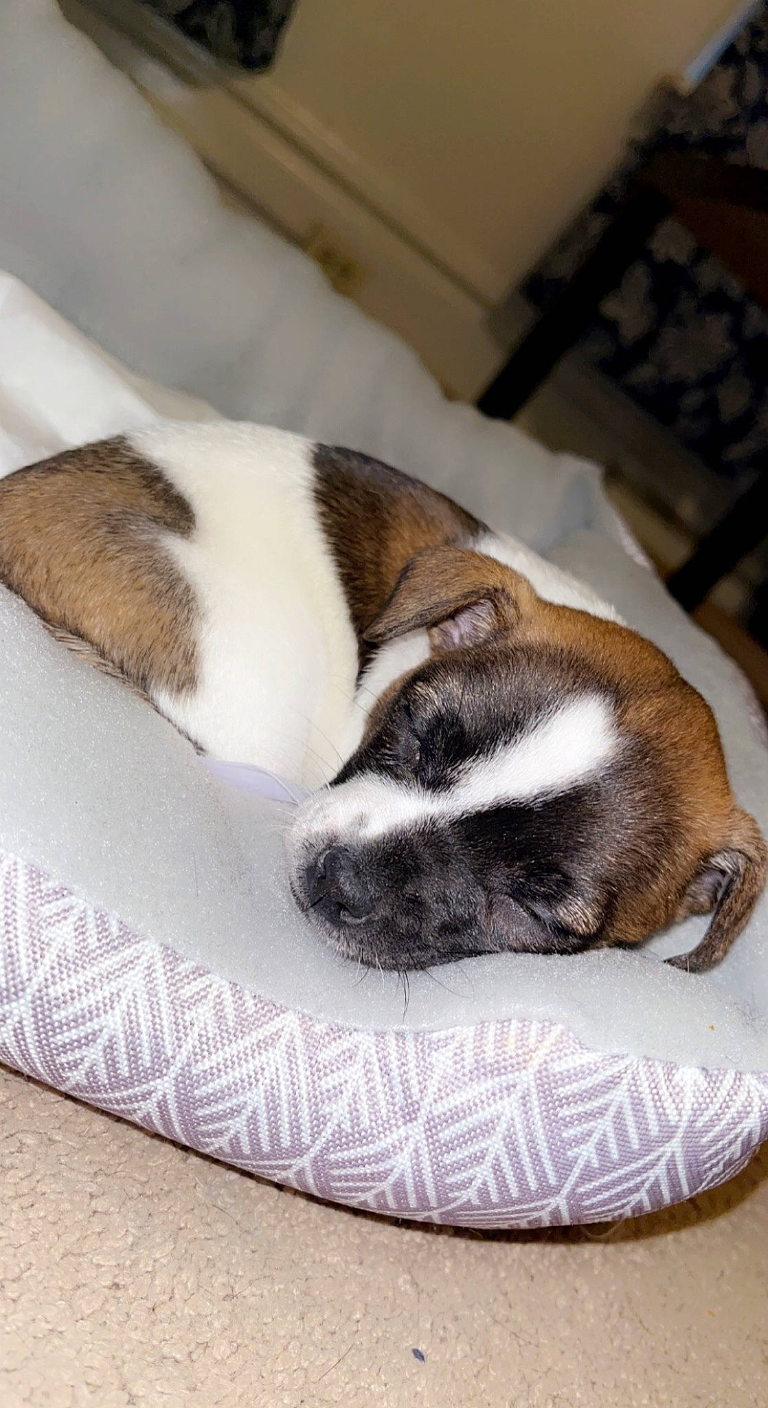 Maya joined the competition — help win amazing prizes! canidae, carnivore, cat_supply, comfort, companion_dog, dog, dog_breed, fawn, felidae, fur, hardwood, linens, nap, paw, small_to_medium_sized_cats, snout, sporting_group, tail, whiskers, wood