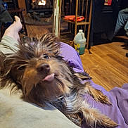 Ladybug joined the competition — help win amazing prizes! animal, blanket, casual, chair, cozy, cute, dog, fireplace, fur, indoor, jug, living_room, person_leg, pet, purple_blanket, relaxed, scruffy, shelf, tongue_out, wood_floor