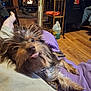 animal, blanket, casual, chair, cozy, cute, dog, fireplace, fur, indoor, jug, living_room, person_leg, pet, purple_blanket, relaxed, scruffy, shelf, tongue_out, wood_floor