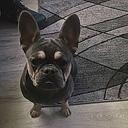 Bella joined the competition — help win amazing prizes! french_bulldog, dog, pet, indoor, floor, rug, ears, animal, canine, looking_up, wood_floor, paw, companion, cute, small_dog, home, domestic, fur, alert, waiting